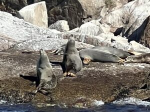 Sea Lions Donington Island