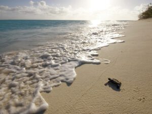 Turtle Hatchling