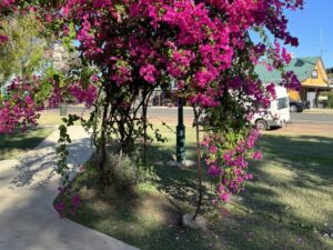 Bougainvillea in Ilfracombe