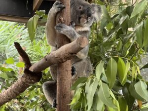 Koala Bear at the Wildlife Habitat Port Douglas