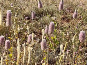 Pink Mulla Mulla plant