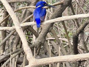 The Azure Kingfisher within the mangroves of the Daintree River